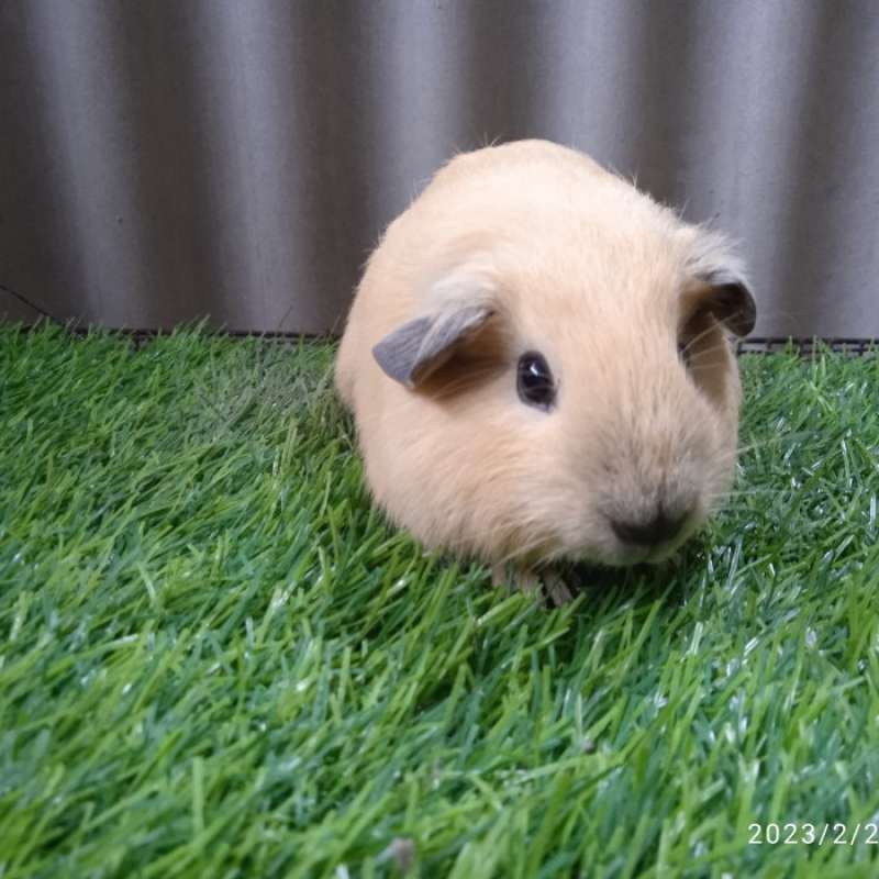Jual top guinea pig