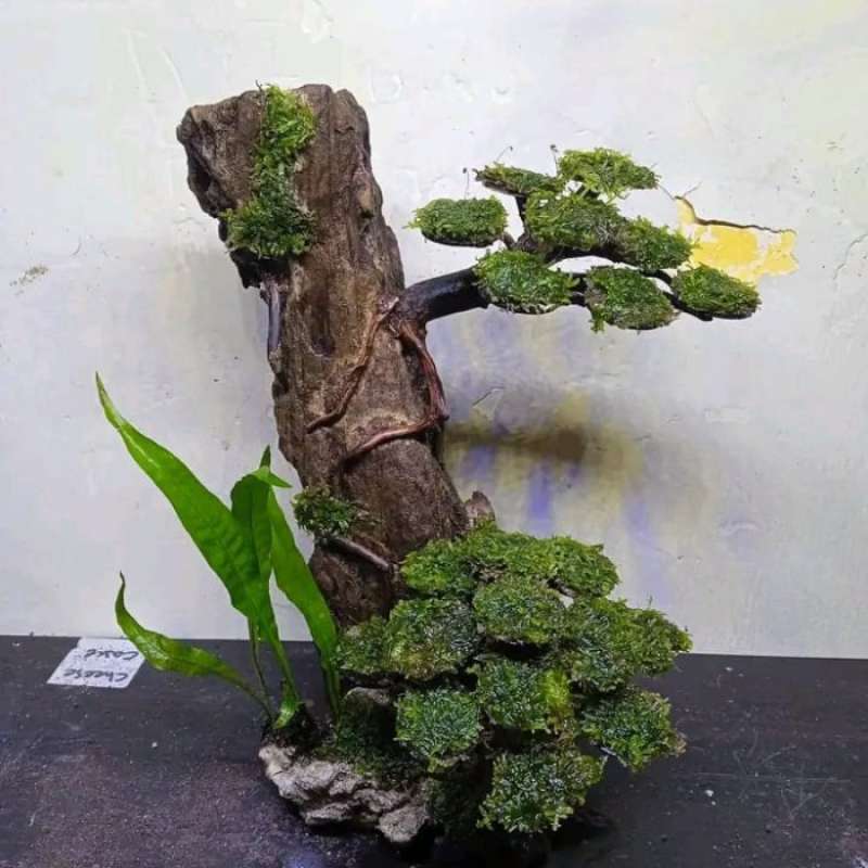 Jual bonsai kayu rentek aquascape hiasan aquarium di Seller Berlian