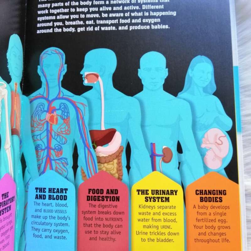 Promo The Human Body 50 Things You Should Know Diskon 23% Di Seller ...