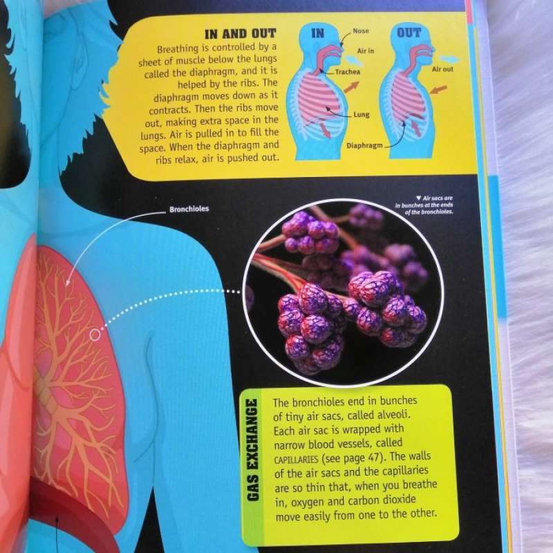 Promo The Human Body 50 Things You Should Know Diskon 23% Di Seller ...