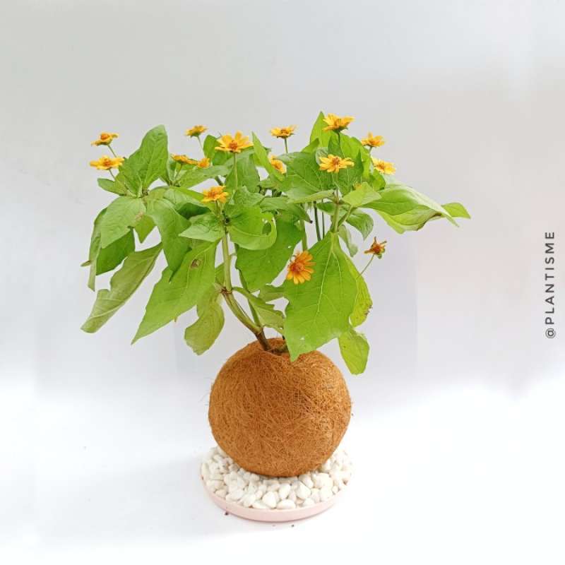 Promo Kokedama Butter Daisy Bunga Pohon Matahari Mini Diskon 23 di