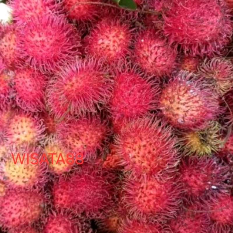 Jual Buah Maja 🏷️ 100% Original, Harga & Kualitas Terbaik Mei 2026