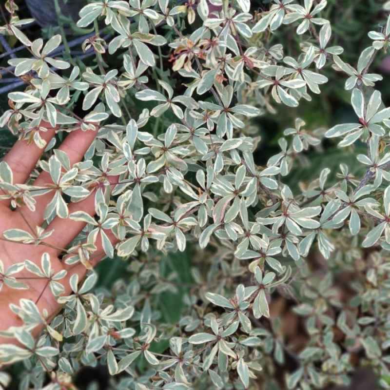 Promo Ketapang Kencana Variegata / Pohon Ketapang Kencana Terbaru