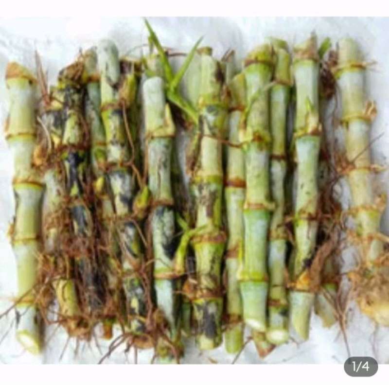 Jual Rumput Pakan Sapi Terdekat 🏷️ Harga Grosir Murah Terupdate Hari ...