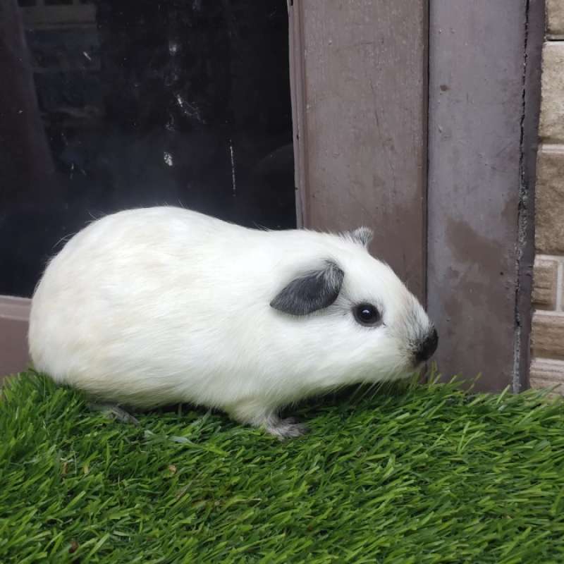 Jual Guinea Pig California Termurah Harga Grosir Terupdate Hari