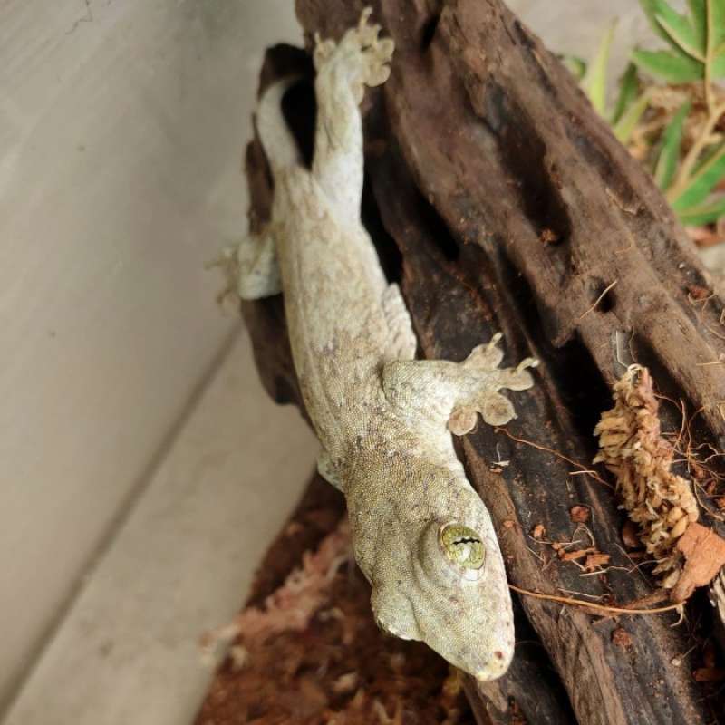 Promo Diskon Halmahera Giant Gecko / Gehyra Vorax Giant Gecko / Gehyra