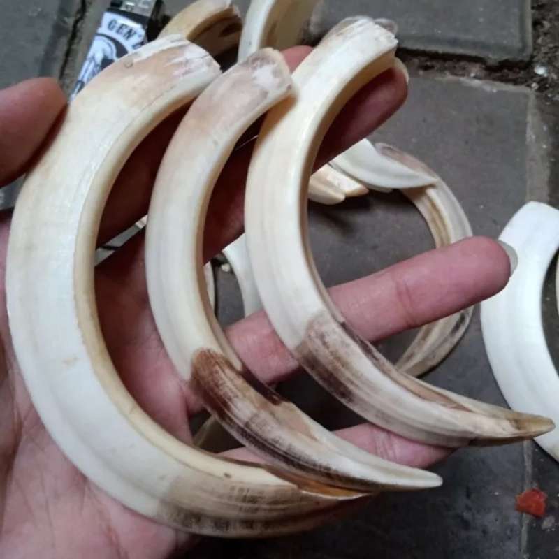 Taring Rang Da Jual Taring Babi Hutan Asli 100% Mentahan Di Seller Kingyo - Cengkareng ...