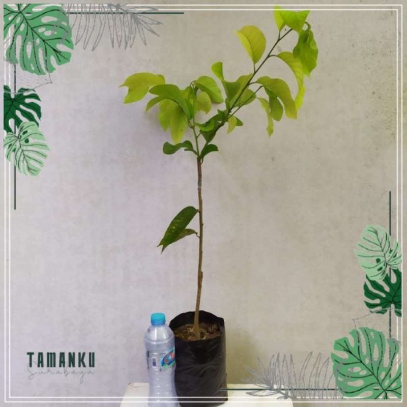 pr0duk bibit buah srikaya jumbo varietas baru pohon srikaya jumbo