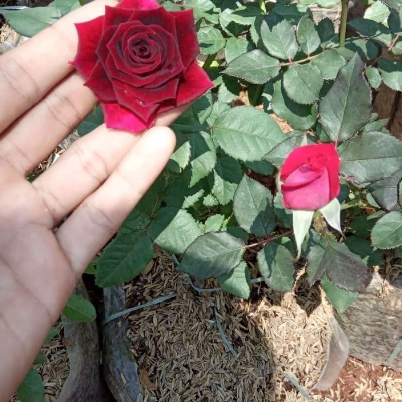 Jual Tanaman Hias Mawar Merah Original Murah - Harga Diskon Juni 2024 ...
