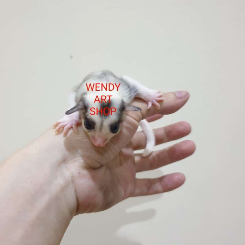 Promo Sugar Glider Mosaic Joey Jantan Diskon 23% di Seller Haura