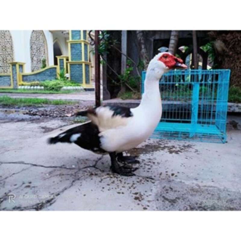 Jual Telur Mentok Rambon Ukuran Jumbo Untuk Di Tetaskan Di Seller ...