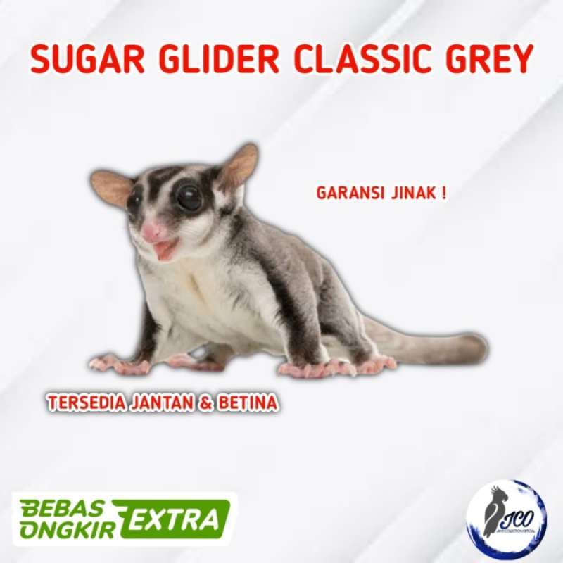 Promo SUGAR GLIDER CLASSIC GREY JINAK SUGAR GLIDER CG Diskon 23 di Seller Indah Tegal