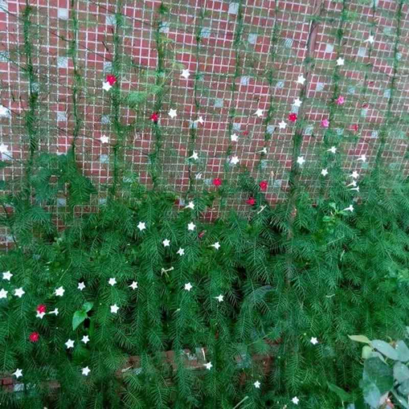 Jala Rambat Promo Jaring Milipore Perlengkapan Kebun Tanaman Rambat Pagar Jala ...