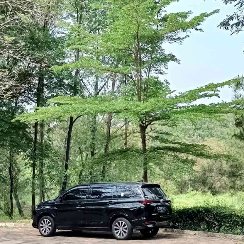 Promo pohon ketapang kencana, tanaman hias pohon Ketapang kencana