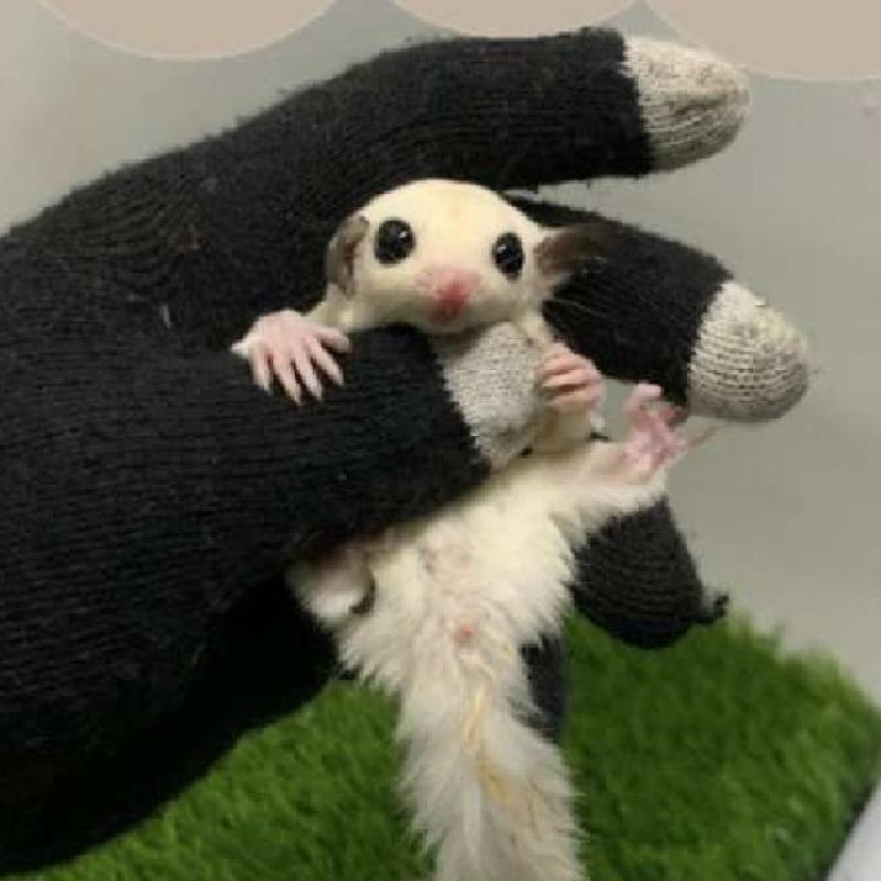 Promo Sugar Glider Platmoz Het Leu Cantik Joy Jantan Atau Betina Murah