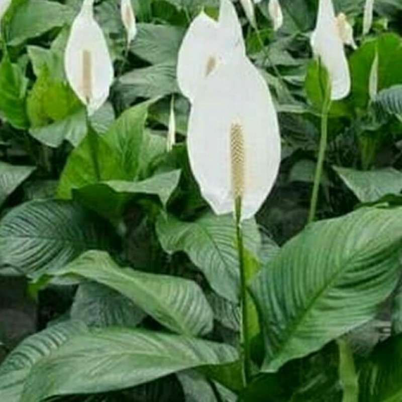 Jual Paketan Pohon Bunga Sepatu Filum 150 Polibeg. di Seller Melangit