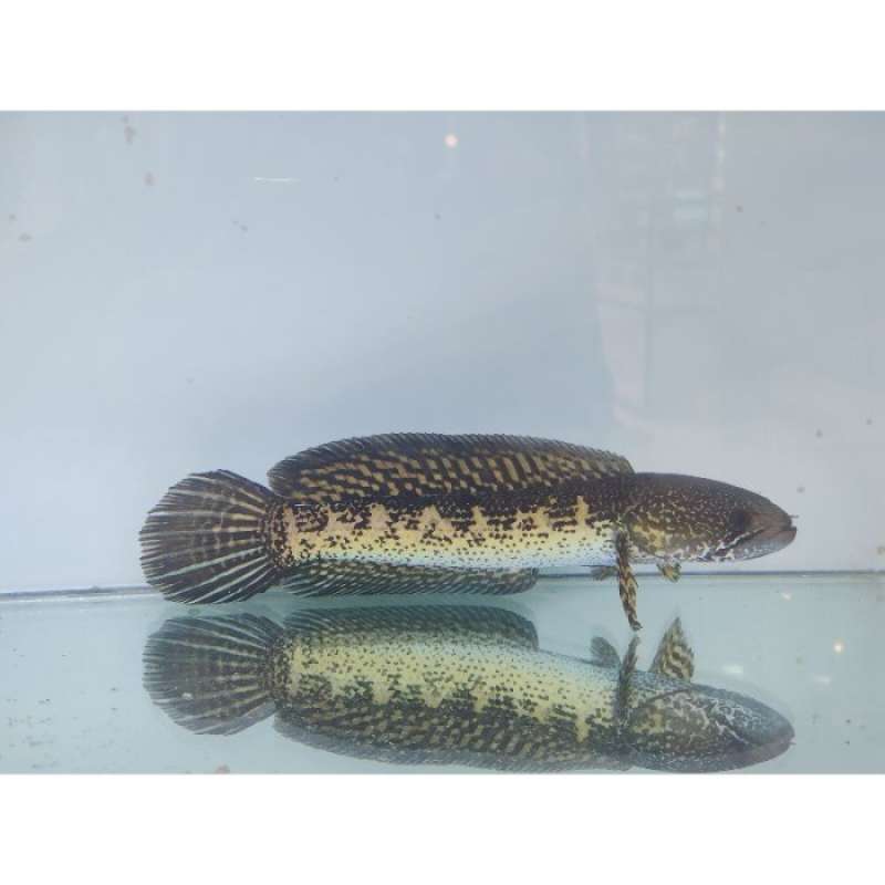 Promo Channa Auranti Ikan Hias Sehat Dan Sudah Karantina Diskon 23% di