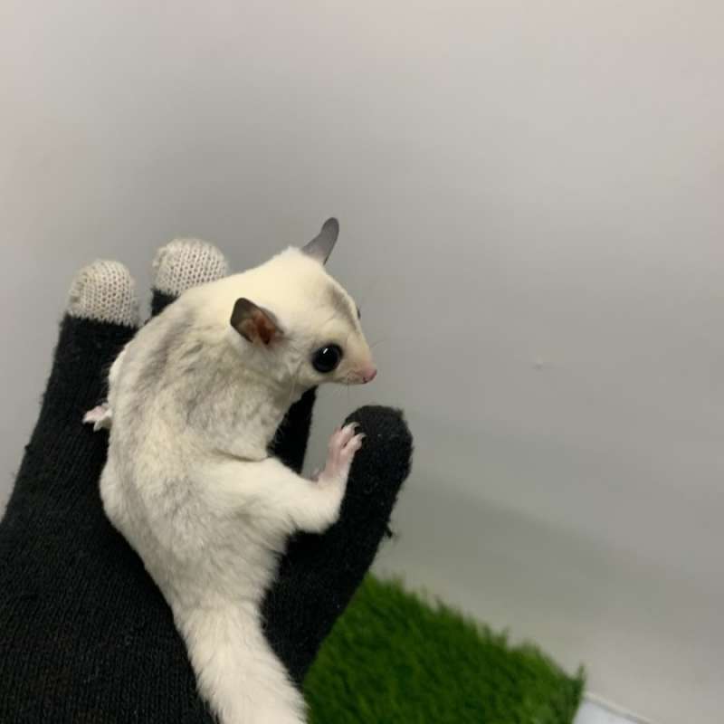 Promo Sugar Glider SG Platmoz Joy Jantan Atau Betina Murah Meriah