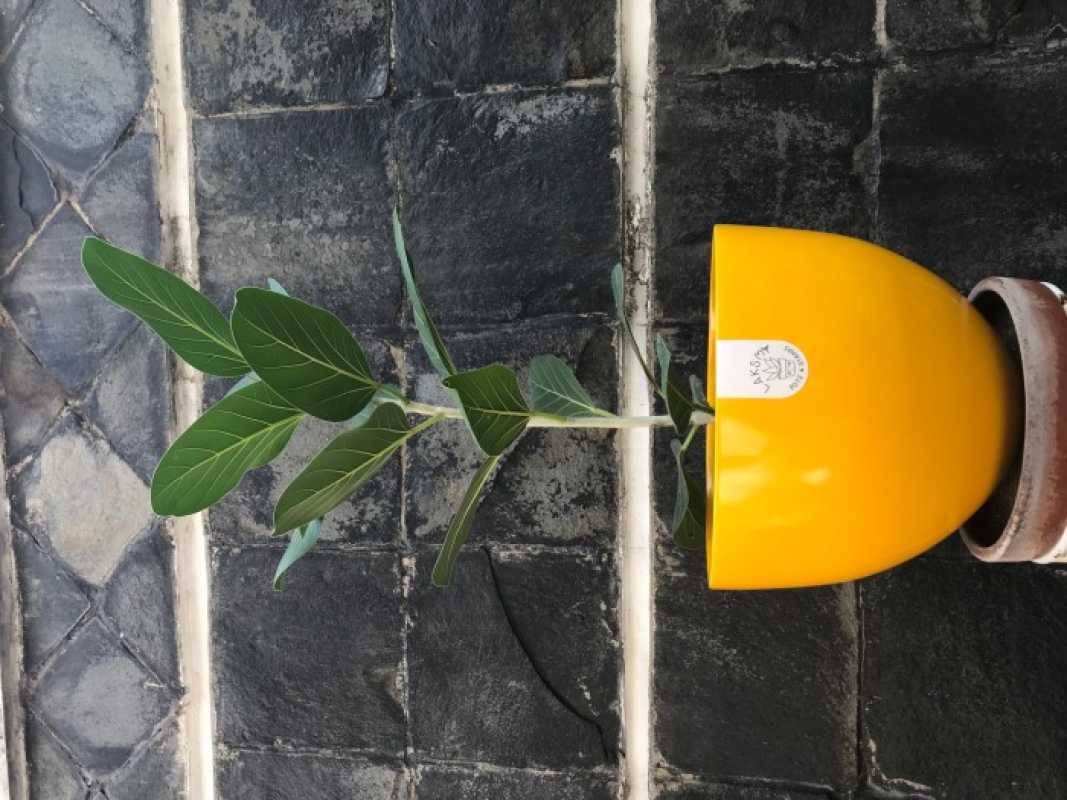 Jual Pot Tanaman Design Minimalis Mewah Bol Warna Kuning Di Seller ...