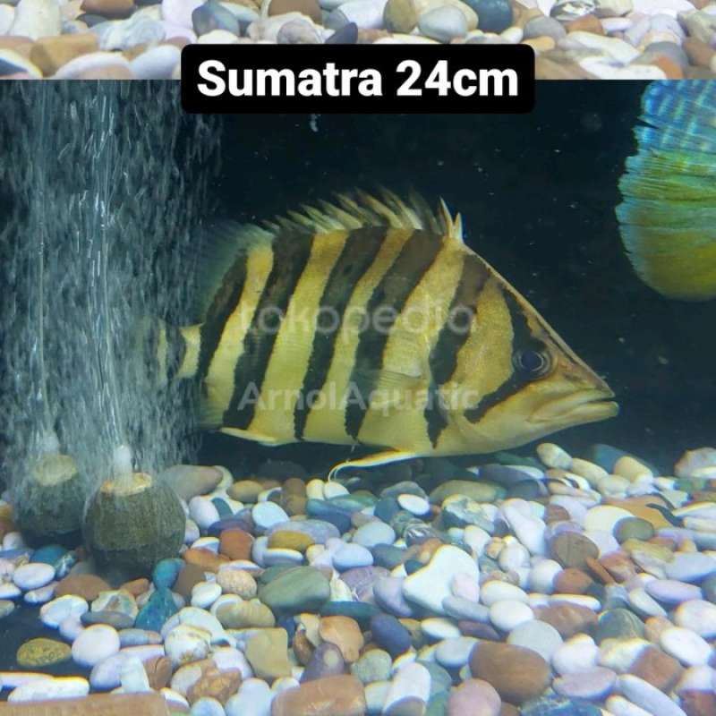 Promo Datz Sumatra 23cm Diskon 26% di Seller Goofy Petshop - Pinangsia ...