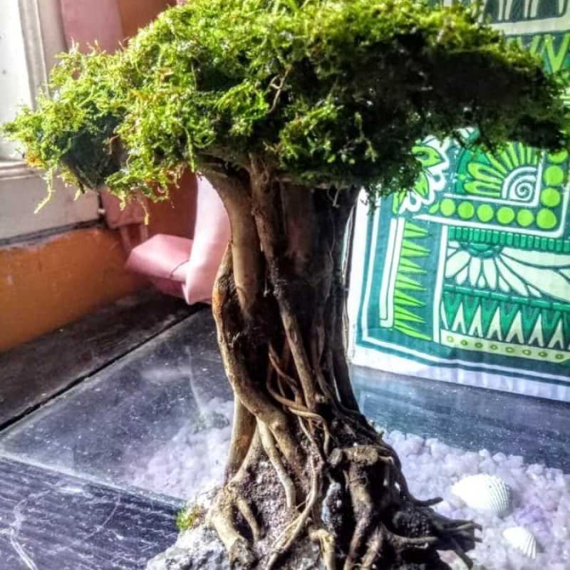 Bonsai Aquascape Akar Senggani