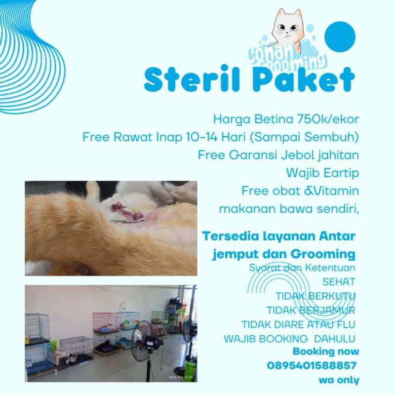 Promo Paket Steril Kucing Ras Surabaya Sidoarjo Diskon 17% di Seller Promo Paket Steril Kucing Ras Surabaya Sidoarjo Diskon 17% di Seller