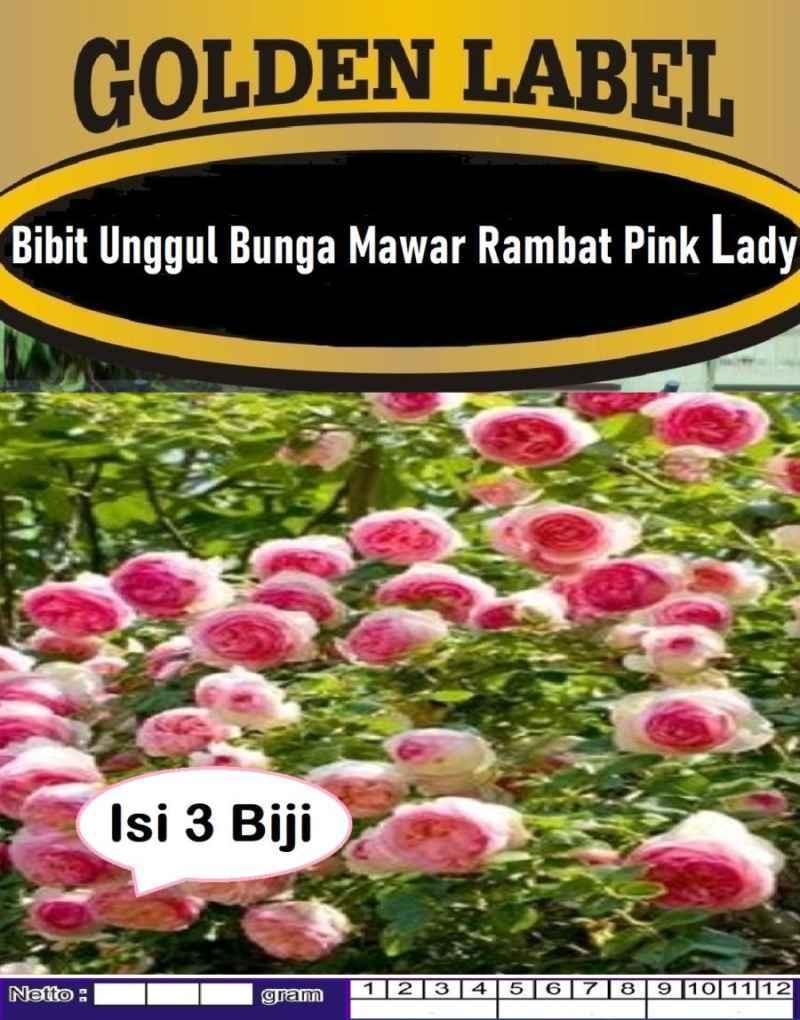 Jual Bibit Unggul Bunga Mawar Rambat Pink Lady|biji Benih Mawar Rambat ...