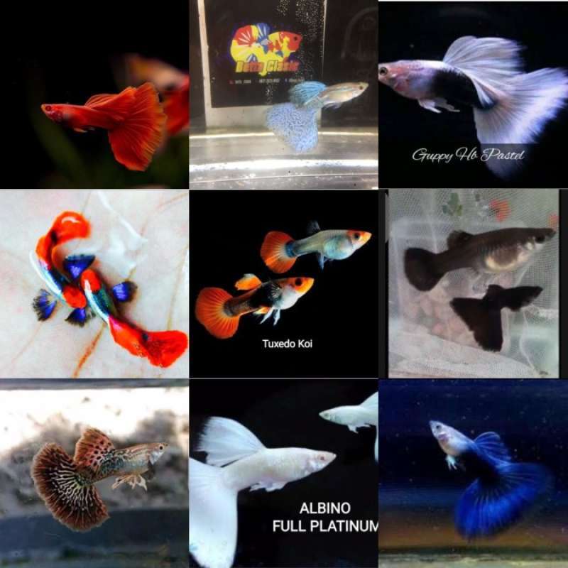 Promo Paketan guppy ber beda jenis 10 pasang 20 ekor gupoy Diskon 33