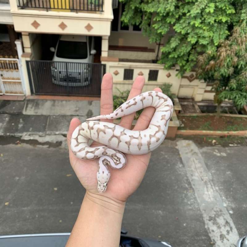 Jual ball python lesser spider super pastel / ballpython killer queen ...