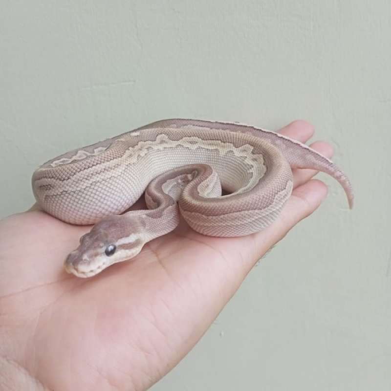 Promo ball python lesser cinnamon HRA Diskon 33% di Seller Toko Imang ...