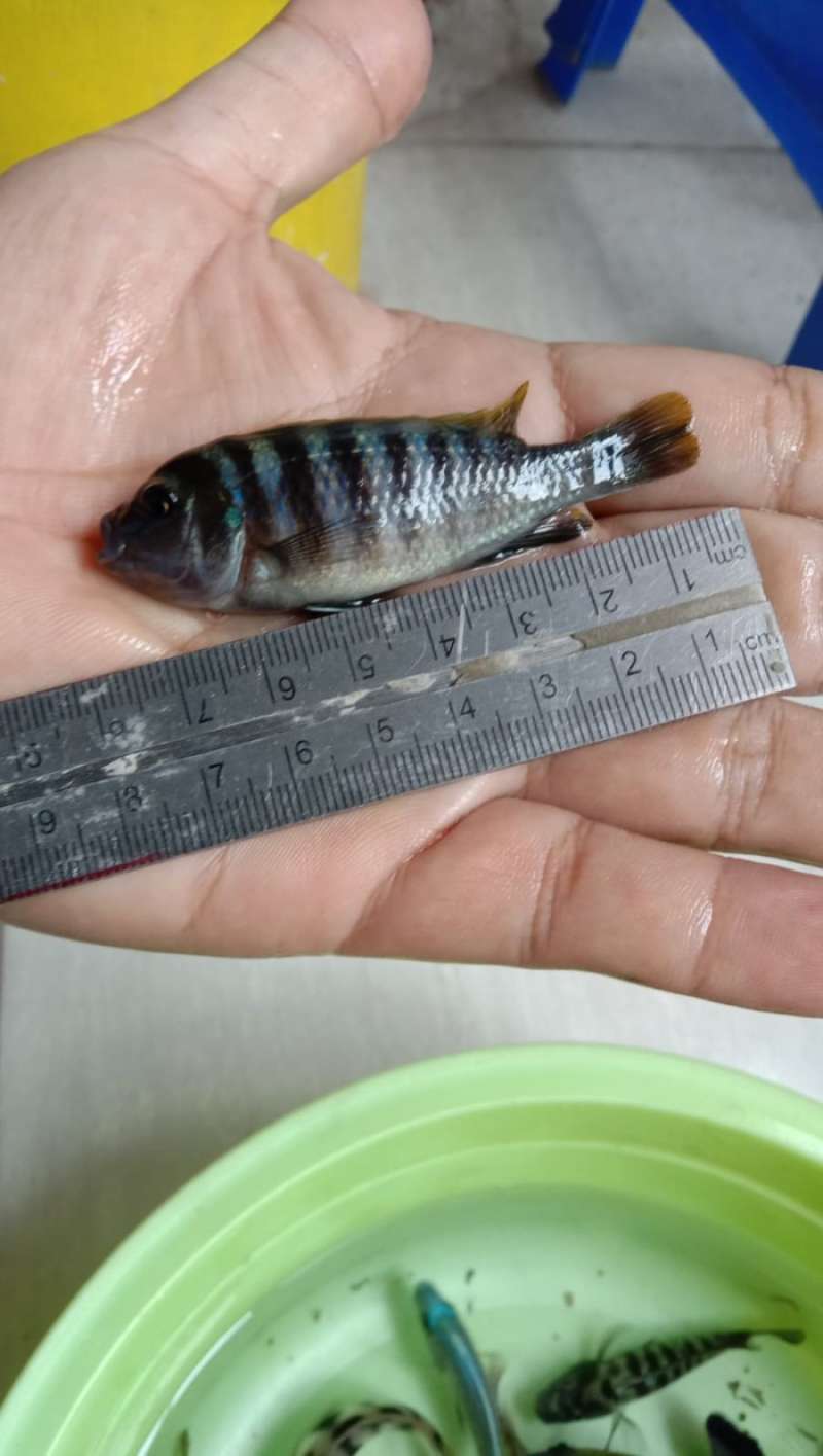 promo-8-cm-an-cynotilapia-zebroides-jalo-reef-mbuna-cichlid-diskon-26