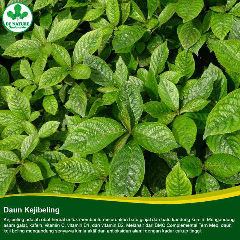 Jual Galgin Asli Karomah De Nature - 50 Kapsul Alami Kejibeling | Obat ...