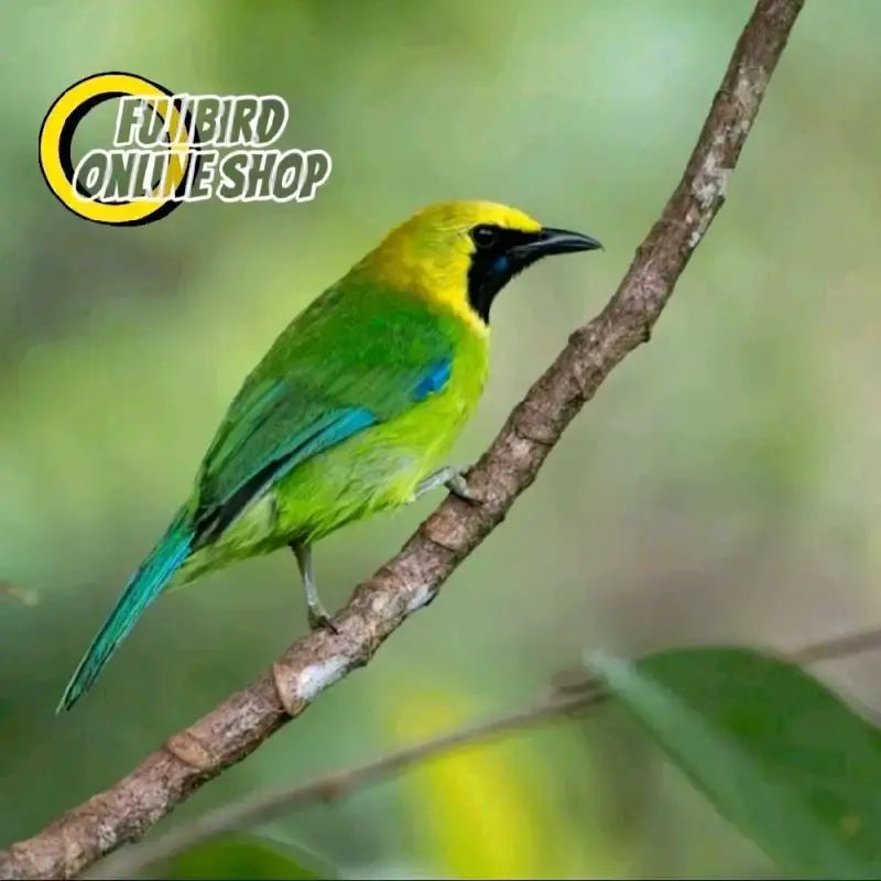 Jual Burung Cucak Jantan Terdekat 🏷️ Harga Grosir Murah Terupdate Hari ...