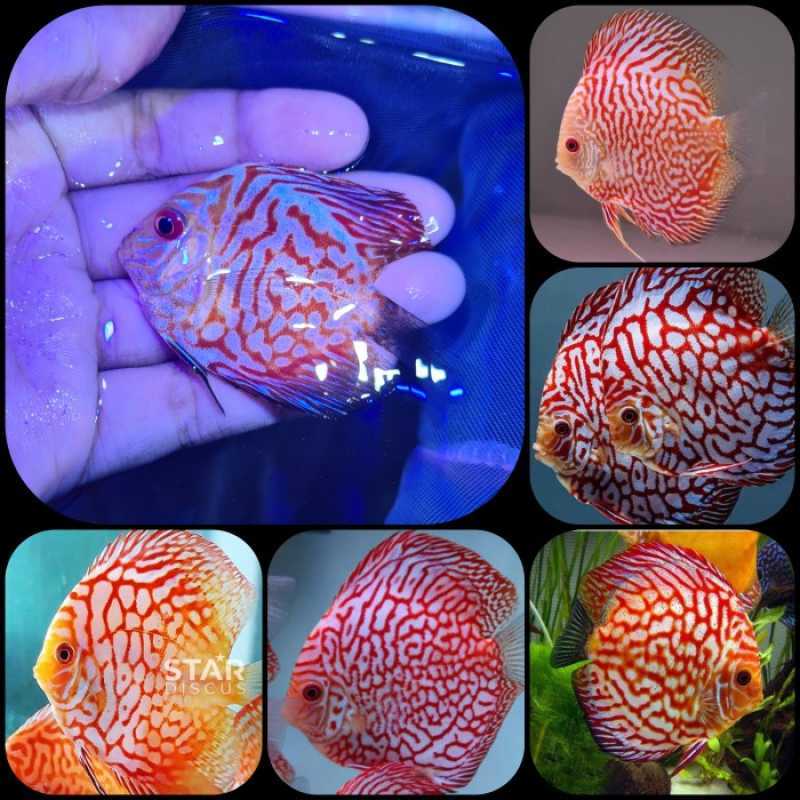 Jual ikan hias discus peon untuk aquarium dan aquascape di Seller DENTA
