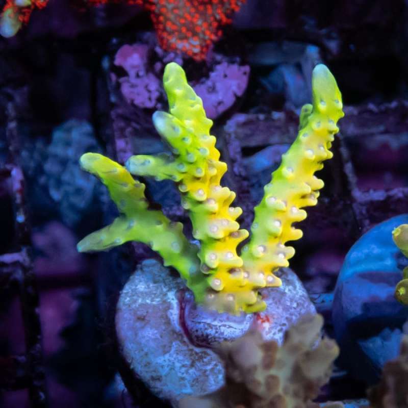 Promo Anacropora Goldenrod Frag Acro Diskon 26% Di Seller Goofy Petshop ...