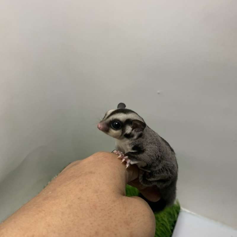 Promo Sugar Glider SG Joy Classic Grey Betina Murah Meriah Diskon 33