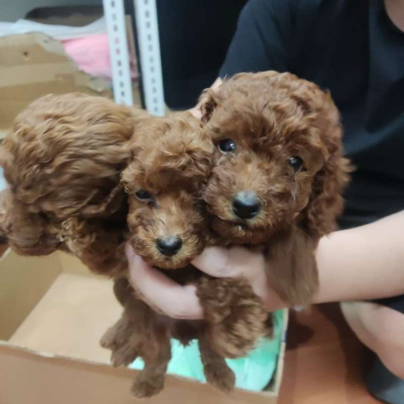 Jual Red Toy Poodle Terdekat Harga Grosir Murah Terupdate Hari Ini November 2024