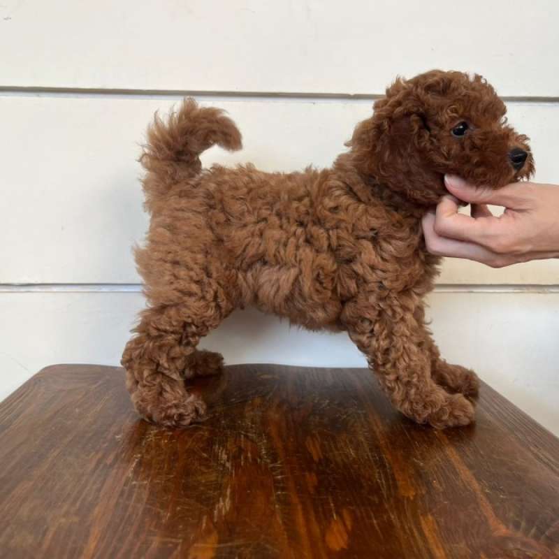 Harga red poodle deals