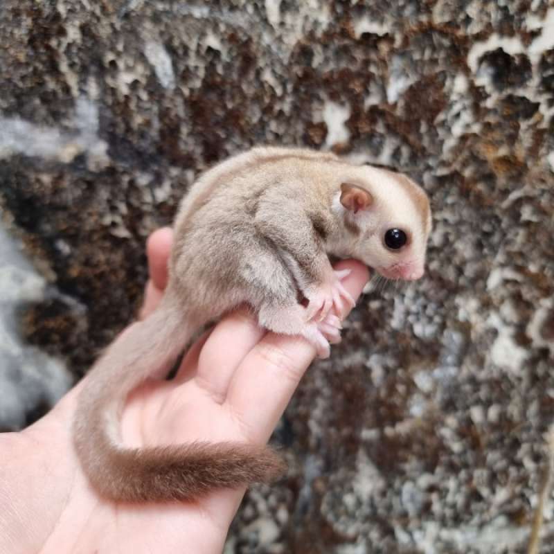 Sugar glider caramel on sale