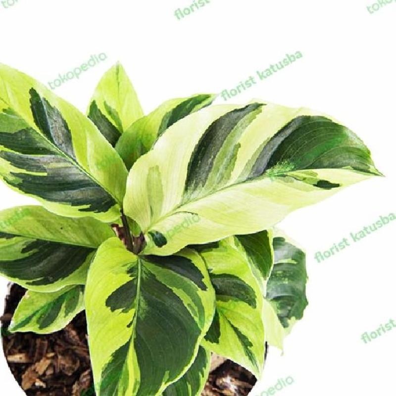 efeutute neon lime Efeutute Neon | Ableger Efeutute