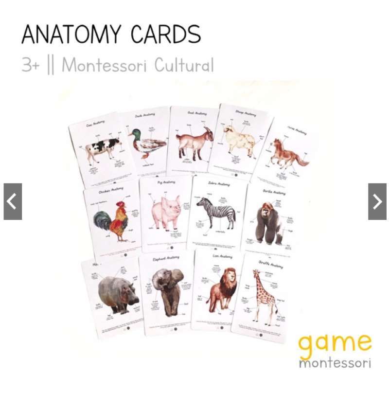 Jual Game Montessori X Mawar Ketjil Animals Anatomy Cards Wild di