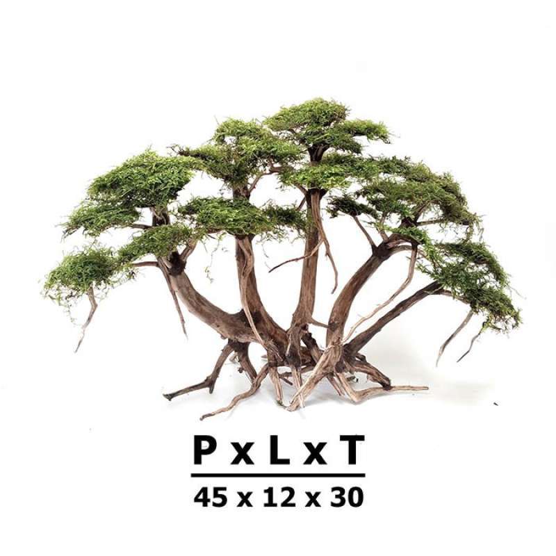 Jual Bonsai Aquascape Plus Moss High Quality di Seller Goofy