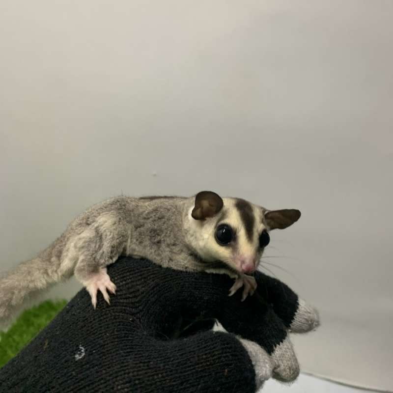 Promo Sugar Glider SG White Face Joy Jantan Atau Betina Diskon 33 di