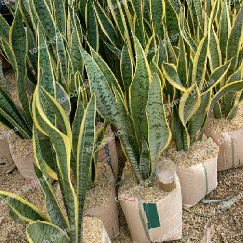 Jual Tanaman Lidah Mertua/ Sansevieria Di Seller Retail Indo Global ...