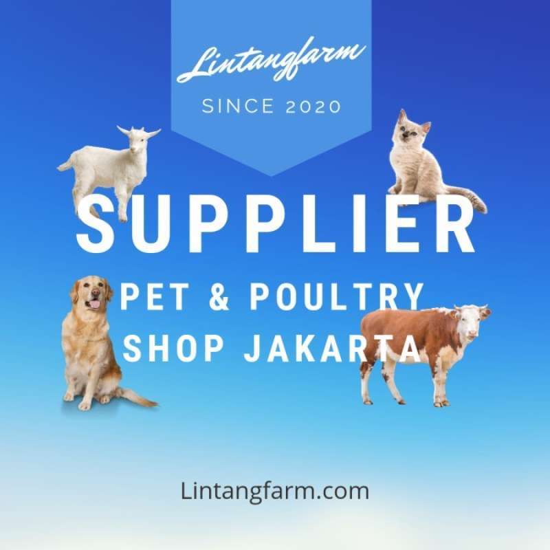 Promo Obat Cacing Kambing Obat Cacing Sapi Obat Cacing Ayam Cair 1 promo-obat-cacing-kambing-obat-cacing-sapi-obat-cacing-ayam-cair-1