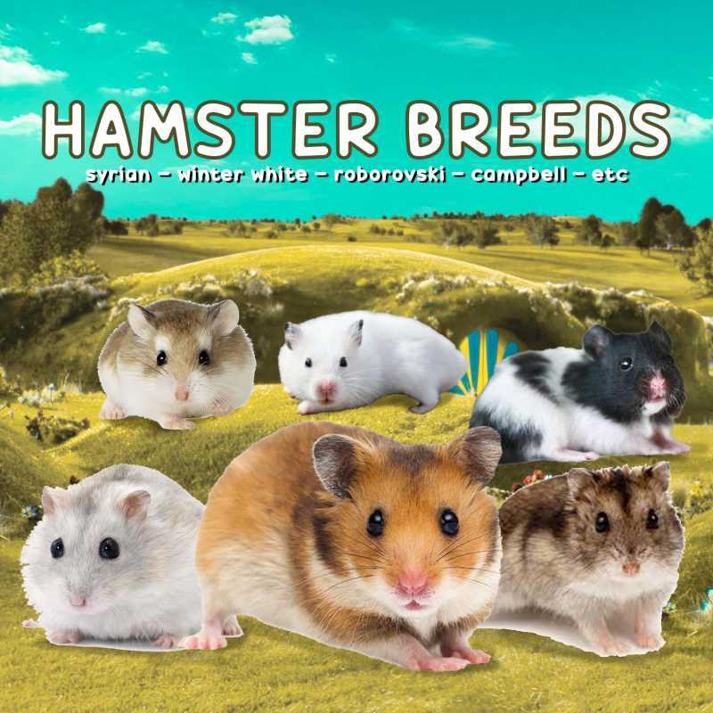 Roborovski Dwarf What Type Of Hamster Should I Get Roborovski