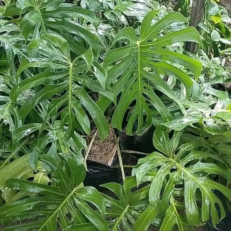 heracleum plant Heracleum maximum (Cow Parsnip) 1 gal NP