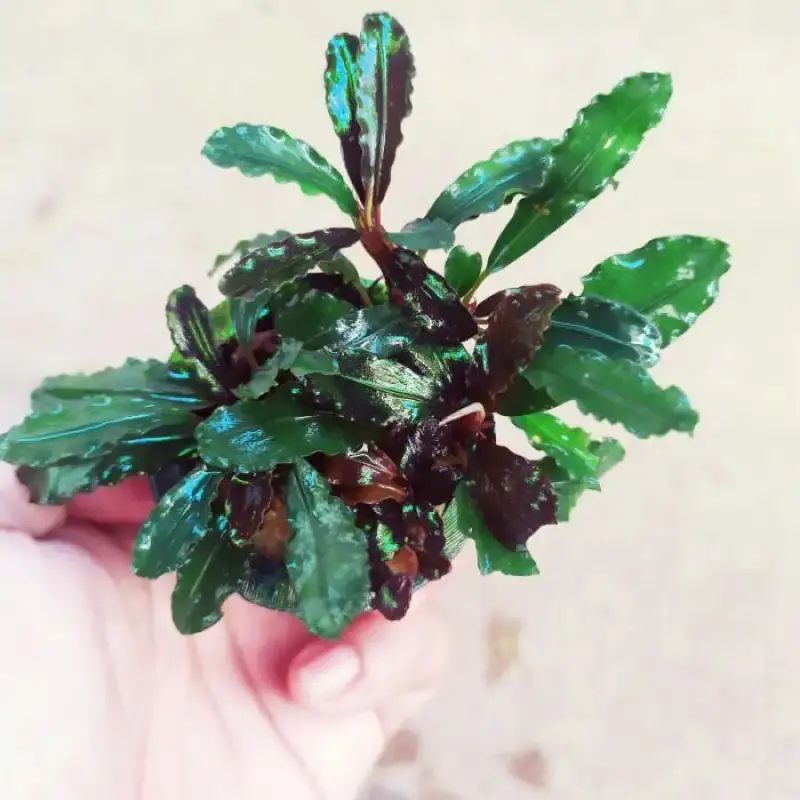 Jual Bucephalandra Melawi Tanaman Aquascape Media Wabikusa Di