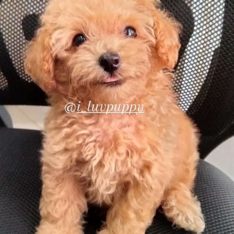 Jual Anjing Red Toy Poodle Jantan Toy Poodle Di Seller Aghanim Cengkareng Timur Kota Jakarta Barat Blibli