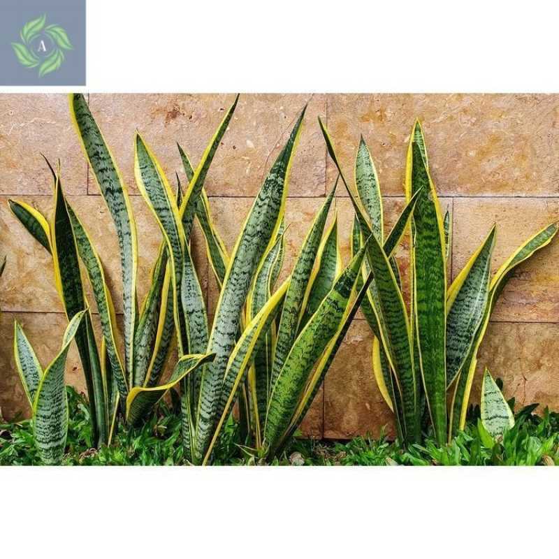 Zalda gozallik bilan porno